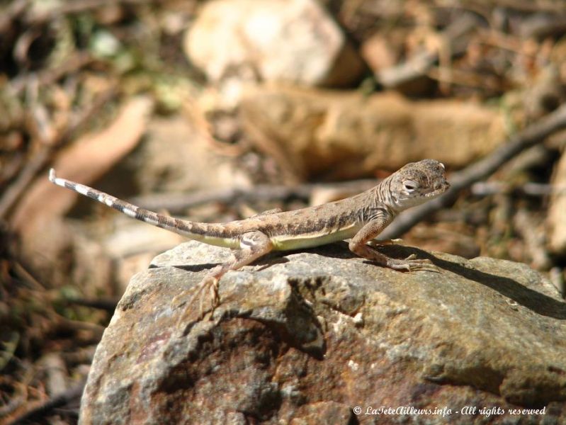 Ce joli lezard prend la pose pour nous