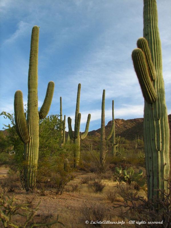 Ces cactus mesurent jusqu'a 12 m de haut !