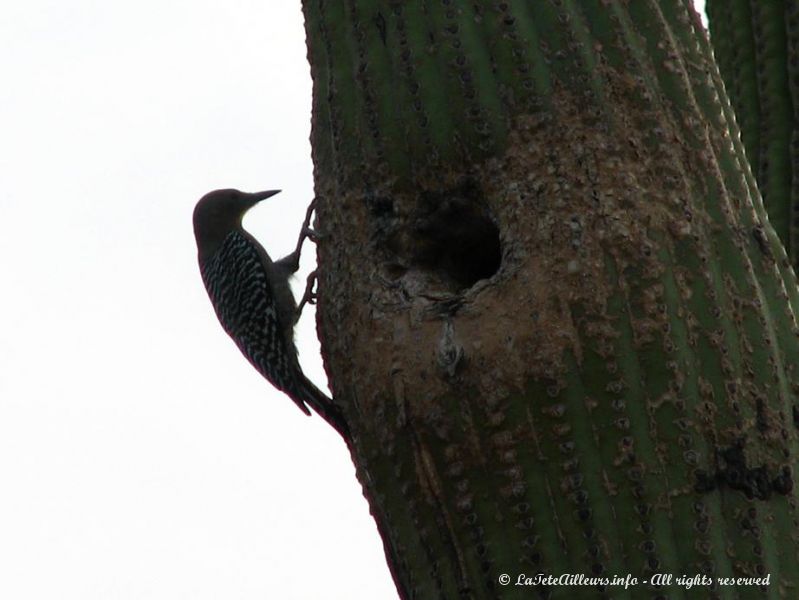 Les oiseaux creusent leurs nids dans ces cactus surnommes cactus hotel