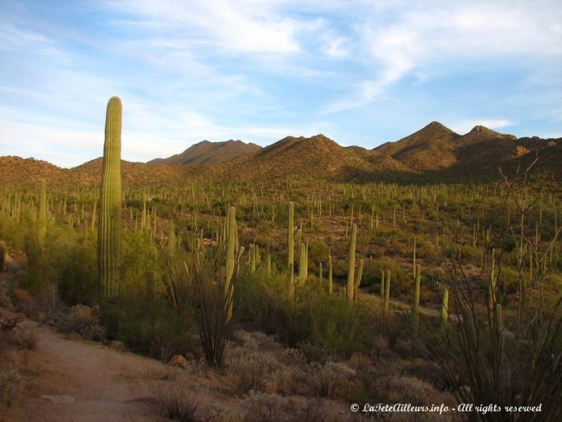 Des saguaros a perte de vue...