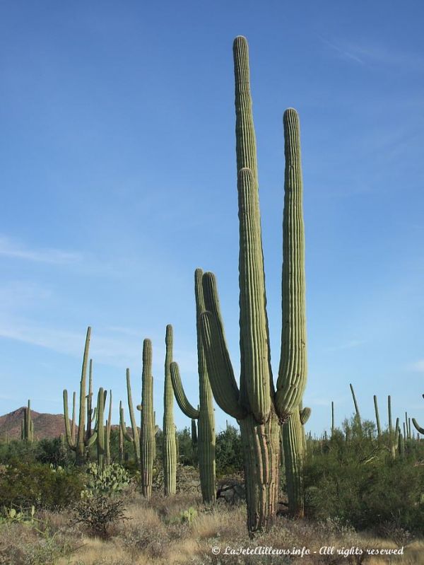 Les cactus saguaros sont vraiment immenses