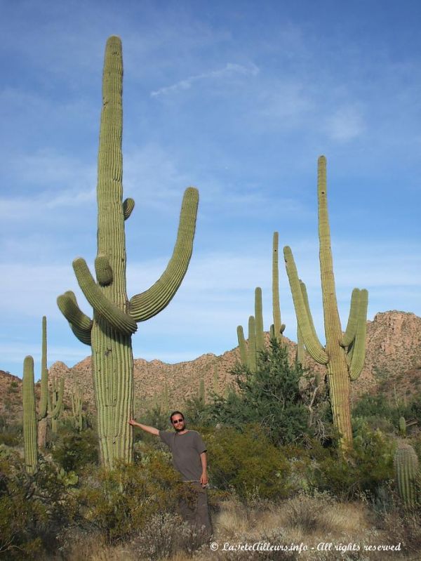 O'Live parait bien petit a cote de ce saguaro