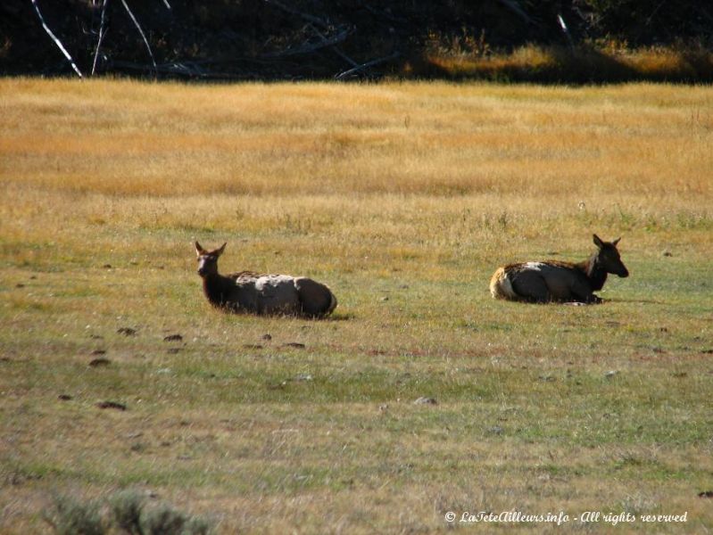 Des daims broutent dans les prairies