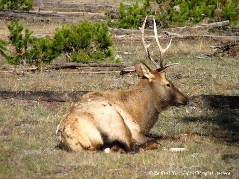 Un wapiti male