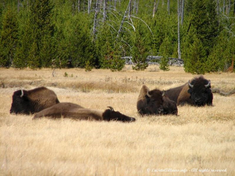 Premiers bisons apercus dans les prairies
