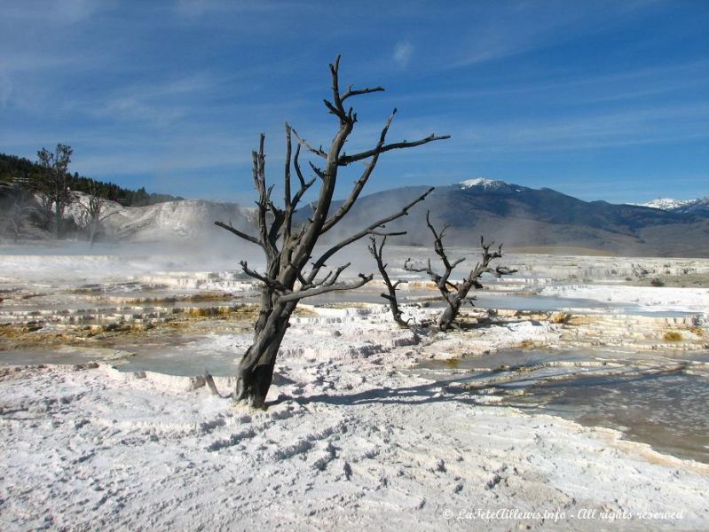 Les arbres ont du mal a survivre !