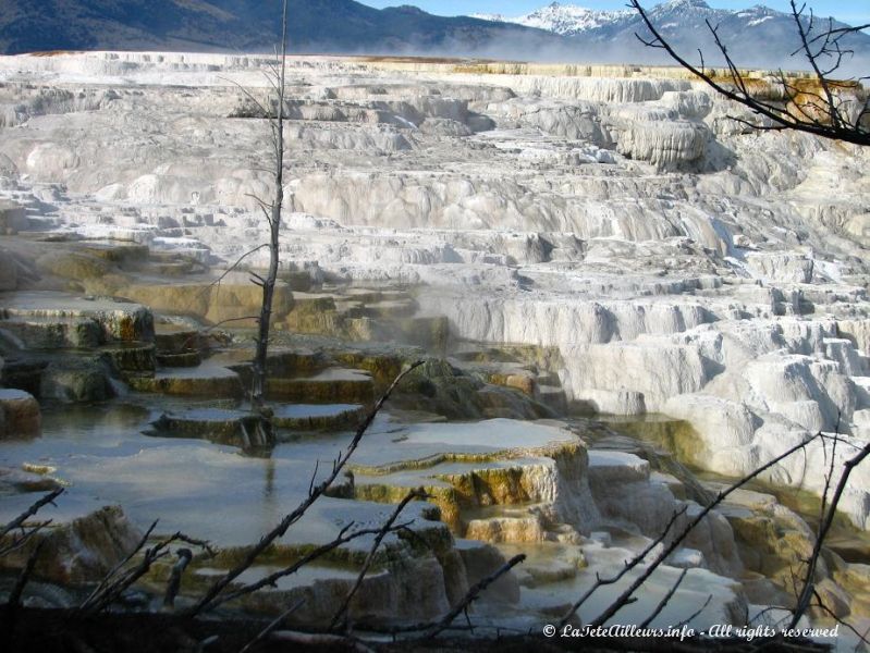 Les bassins de Mammoth Hot Springs