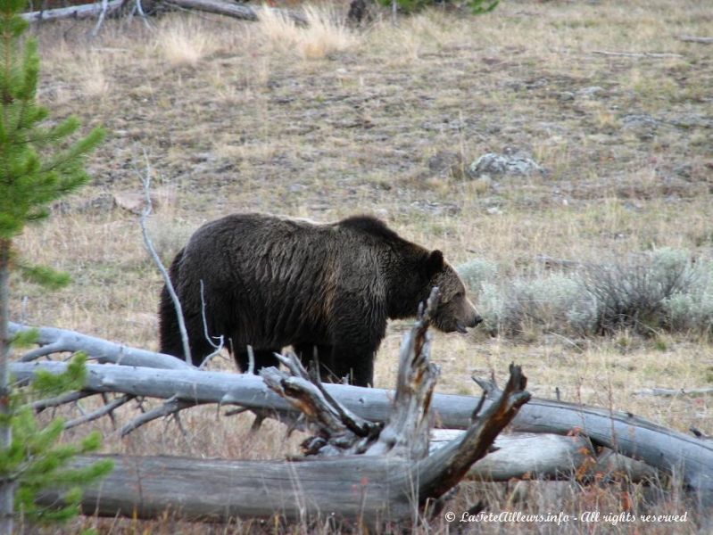 Un grizzli a Yellowstone