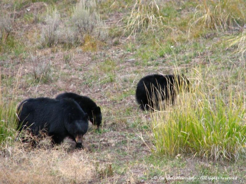 Les trois ours  noirs broutent tranquillement en bord de route