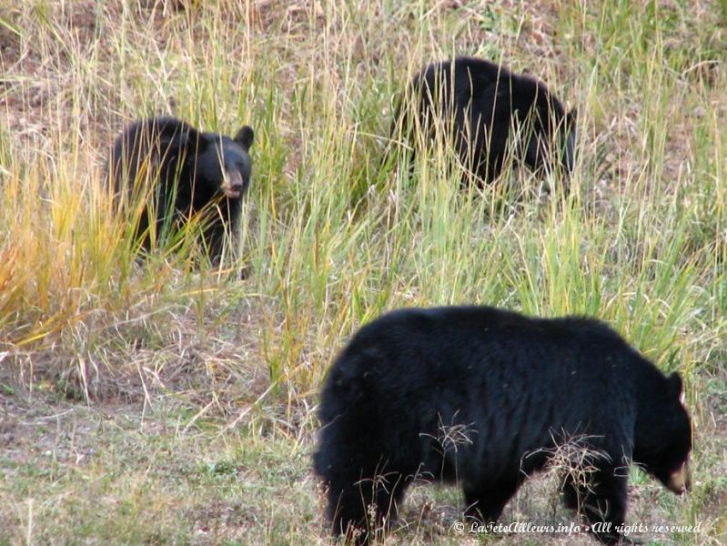 Une ours noire et ses deux petits