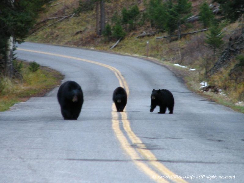 Ils traversent la route !