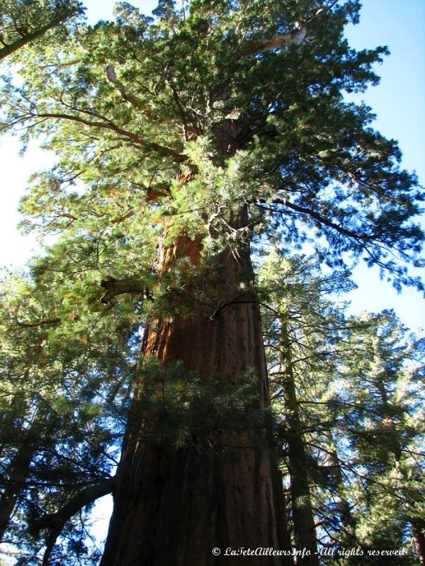 Un sequoia geant