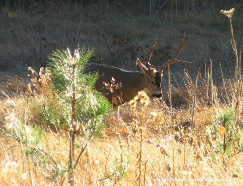 Un jeune cerf se baladant dans la vallee de Yosemite