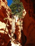 D'immenses arbres reussissent tout de meme a pousser dans les espaces laisses entre les parois rocheuses