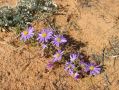 Certaines fleurs parviennent a pousser dans ce desert