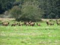 Un troupeau de wapitis croise au bord de la route