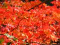 Les feuilles se parent de rouge
