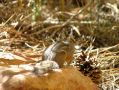 Les petits ecureuils rayes ont aussi de grandes oreilles dans ce desert