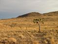 Quelques cactus au milieu du desert de la Death Valley