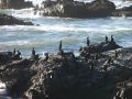 Les cormorans partagent les rochers avec les elephants de mer