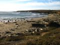 Les plages californiennes abritent de nombreuses colonies d'elephants de mer, d'otaries et de phoques