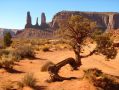 Les arbres ont bien du mal a pousser sur ces terres arides