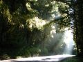 ... lorsque nous entrons dans l'Olympic National Park