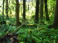 Premiers arbres recouverts de mousse