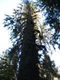 Le Rain Forest Monarch vieux de 550 ans et plus gros arbre de la foret