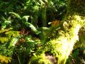 La mousse recouvre la plupart des arbres