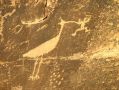 Un petroglyphe indien datant de 1250