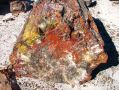 Les mineraux emprisonnes dans les troncs d'arbres petrifies leur donnent des couleurs incroyables