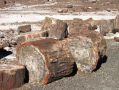 Quelques-uns des milliers d'arbres petrifies de la Crystal Forest