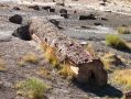 Ces fossiles d'arbres ressemblent a s'y meprendre aux originaux