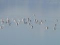 Les mouettes sont nombreuses a Antelope Island