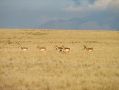 Les antilopes ont donne leur nom a l'ile