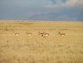 Les antilopes ont donne leur nom a l'ile