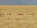 Les antilopes d'Antelope Island...