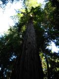 Un arbre geant du Muir Woods State Park