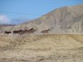 Des chevaux gallopant dans le desert en toute liberte