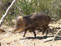 Un javelina