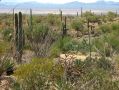 Paysage naturel au Desert Museum