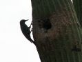 Les oiseaux creusent leurs nids dans ces cactus surnommes cactus hotel