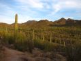 Des saguaros a perte de vue...