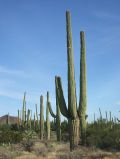 Les cactus saguaros sont vraiment immenses