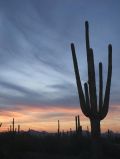 Dernier coucher de soleil sur le Saguaro National Park