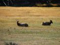 Des daims broutent dans les prairies