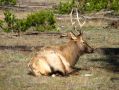 Un wapiti male