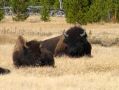 Des troupeaux de bisons vivent dans le parc