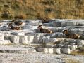 Les wapitis dans les vasques de Mammoth Hot Springs